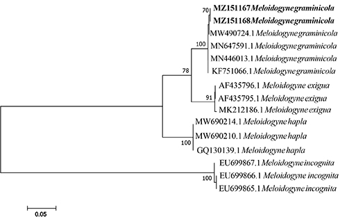 Figure 6. Phylogenetic analysis within populations and species of the genus Meloidogyne as inferred from maximum likelihood analysis using the D2-D3 of 28S rRNA gene sequence dataset with T92+G model. Newly obtained sequences are indicated in bold and the others were obtained from the GeneBank database.